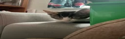 Mixed Breed cats for sale: Stunning litter- Khao Manee/Domestic Shorthair mix - Advert 4