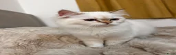 British Longhair cats for sale: Adorable GCCF British LH & SH Kittens - Advert 21