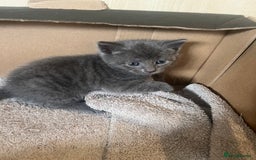 British Shorthair cats for sale: 6 adorable BSH kittens looking for forever homes  - Image 13
