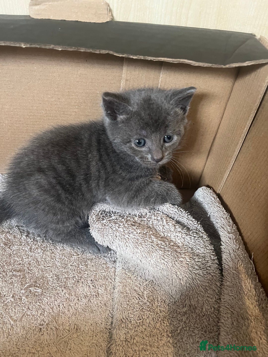 British Shorthair cats for sale: 6 adorable BSH kittens looking for forever homes  - Image 13