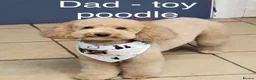 Cavapoo dogs for sale: Gorgeous F1B Cavapoos (cavalier X toy poodle) - Advert 5