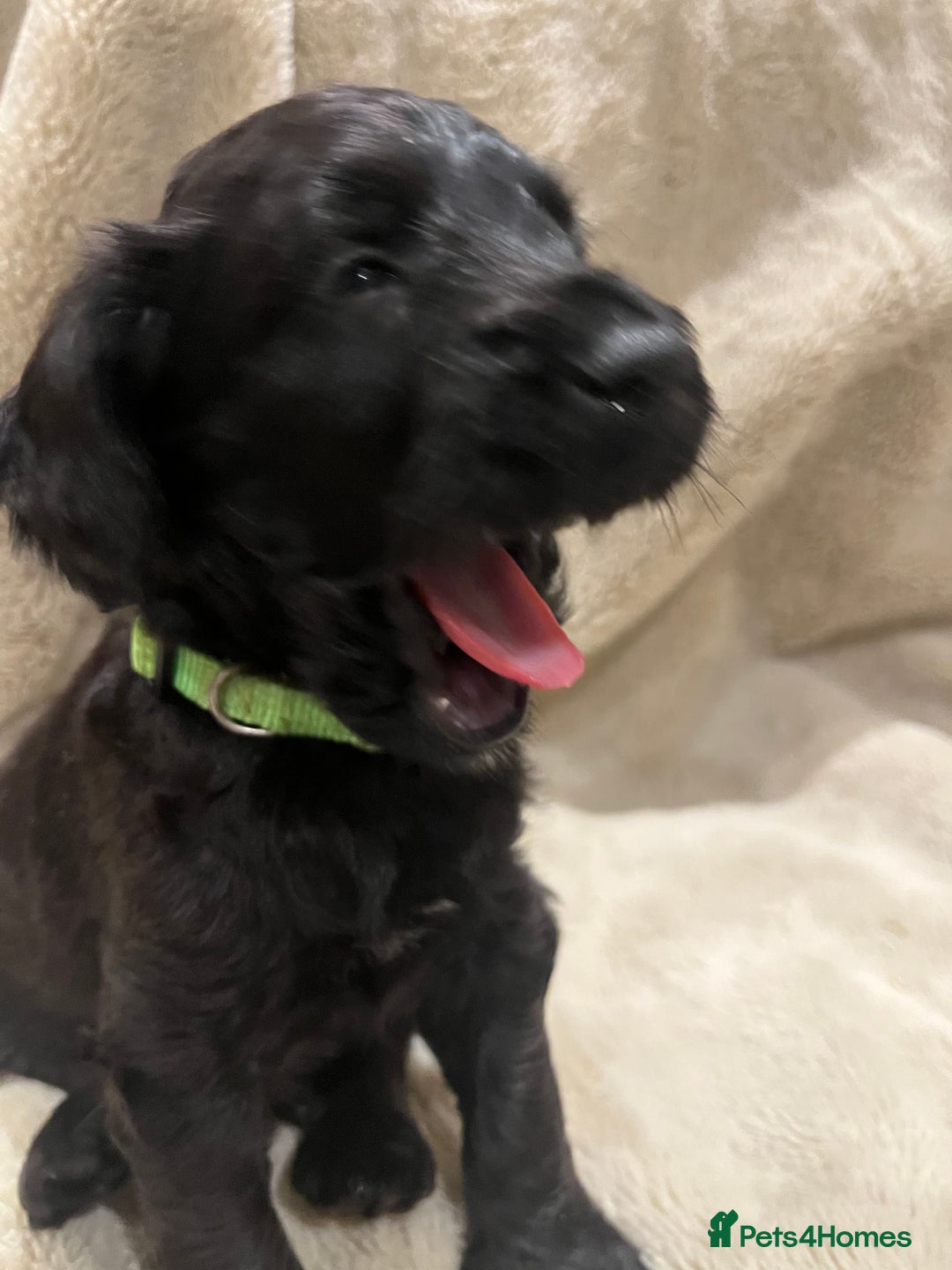 Mixed Breed dogs for sale: Springer Schnoodle puppies  - Advert 14