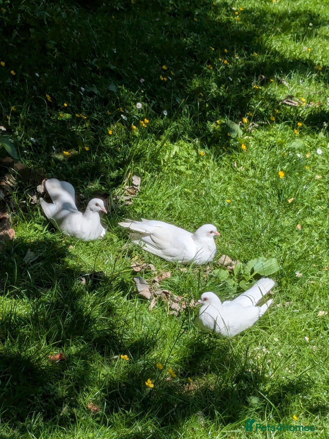 Doves birds for sale: Doves - Advert 4