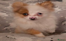 Pomchi dogs for sale: POMCHI PUPS - Image 9