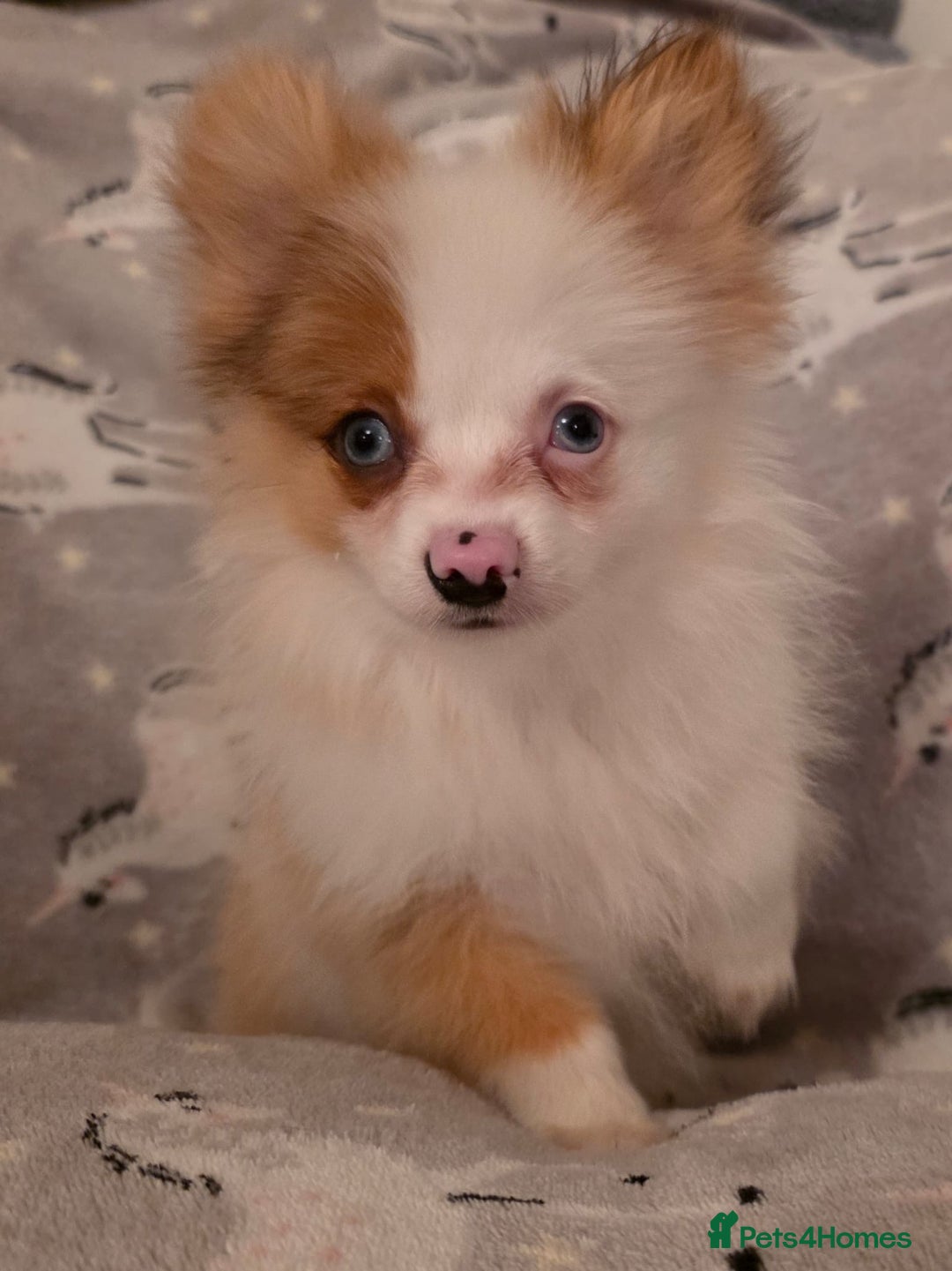 Pomchi dogs for sale: POMCHI PUPS - Image 9