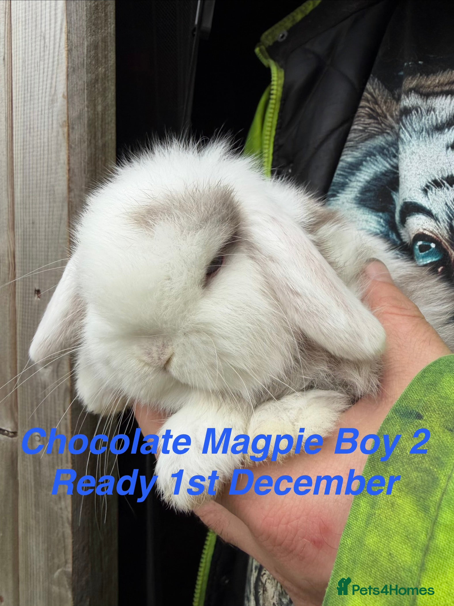 Mini Lop rabbits Baby & Adult Mini Lops Read Desc NO TIMEWASTERS!! - Advert 20