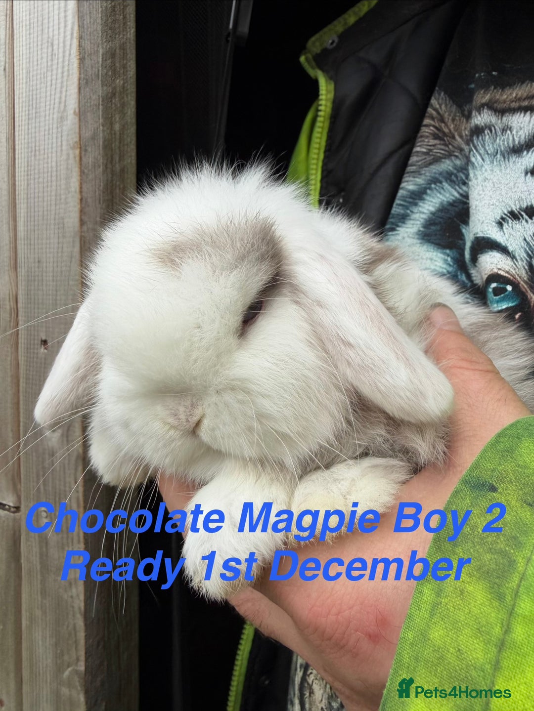 Mini Lop rabbits for sale: Baby & Adult Mini Lops Read Description  - Advert 8