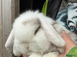 Mini Lop rabbits Baby & Adult Mini Lops Read Desc NO TIMEWASTERS!! - Advert 19