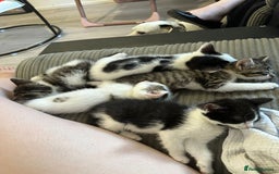 Mixed Breed cats for sale: 5 beautiful kittens  - Image 1