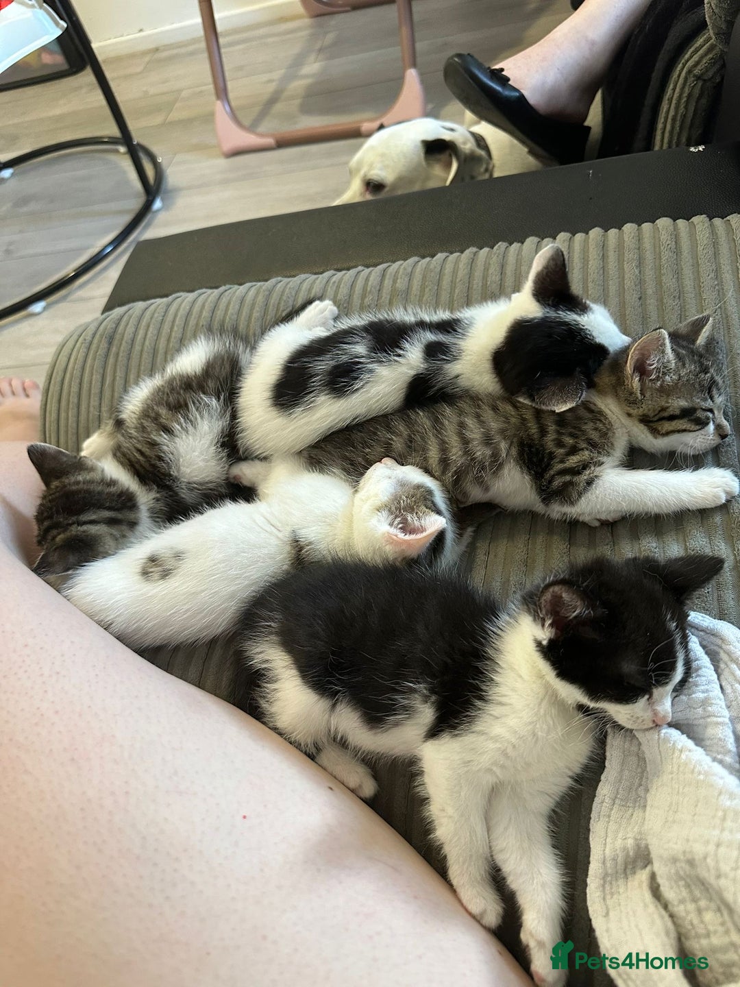 Mixed Breed cats for sale: 5 beautiful kittens  - Image 1
