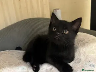 Domestic Shorthair cats 3 Mixed Breed domestic shorthair kitten for sale - Advert 14