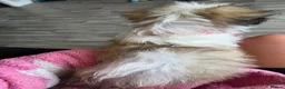 Mixed Breed dogs for sale: Cava-tzu x dachshund and cava-tzu - Advert 7