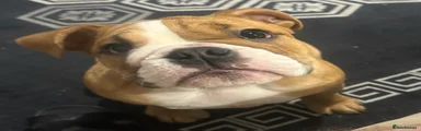 English Bulldog Puppy 1