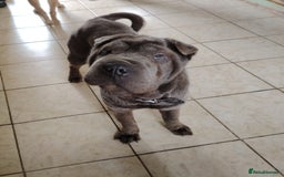 Shar Pei dogs for sale: Two male shar pei - Image 1