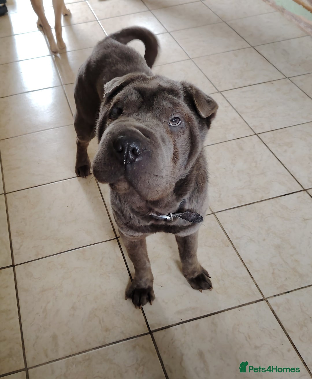 Shar Pei dogs for sale: Two male shar pei - Image 1