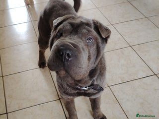 Shar Pei dogs - Advert 1