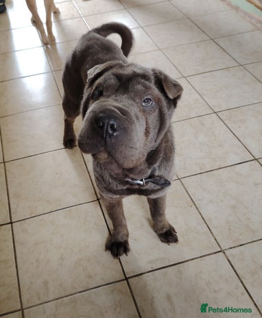 Shar Pei dogs - Advert 1