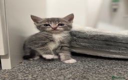 British Shorthair cats for sale: Kittens for sale  - Image 11