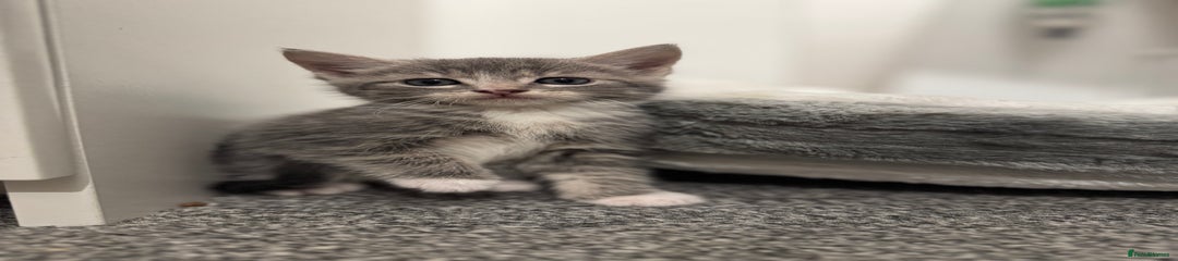 British Shorthair Kitten 2