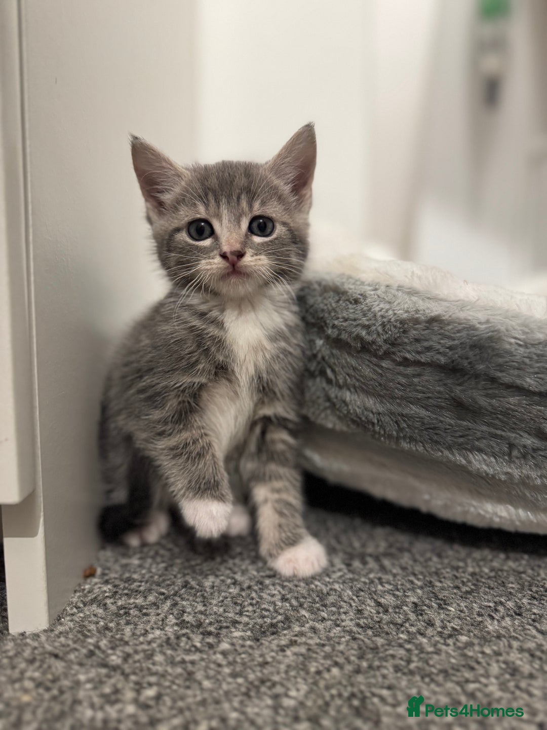 British Shorthair cats for sale: Kittens for sale  - Image 11