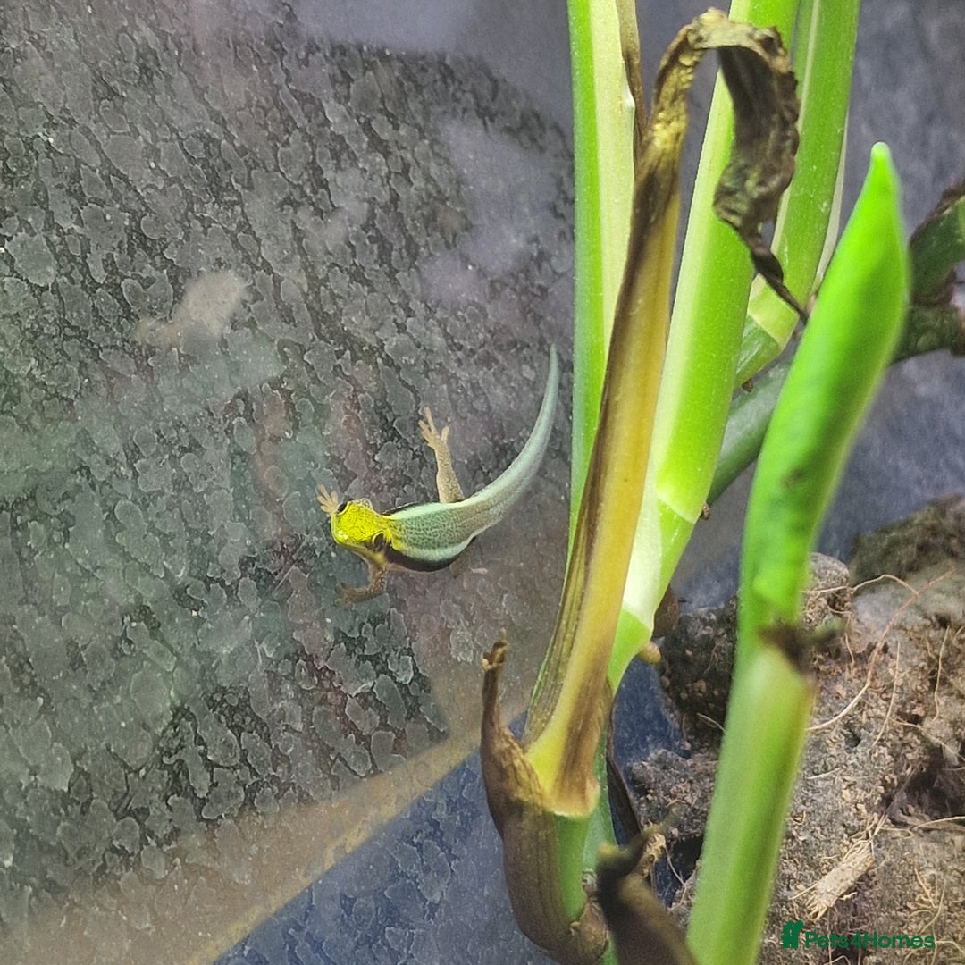 Gecko reptiles for sale: Phelsuma Klemmeri neon day gecko juveniles - Image 4