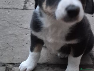 Mixed Breed dogs Beautiful litter of collie pups - Advert 1