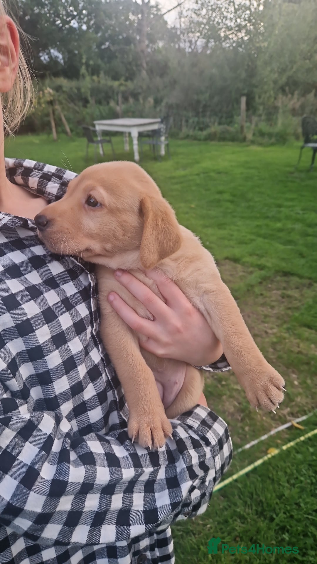 Labrador Retriever dogs for sale: Labrador puppies looking for 5* homes - Image 3