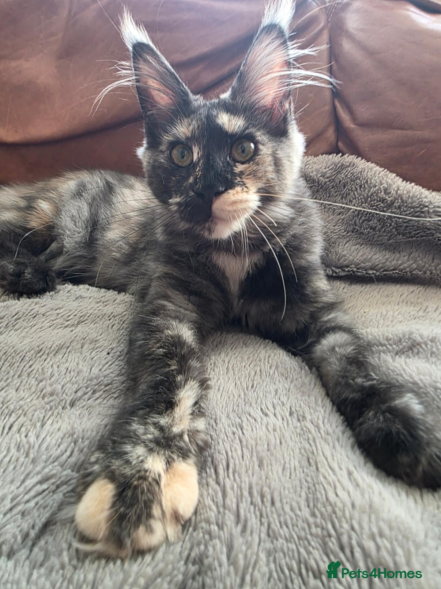 Maine Coon cats 🐾 2 Stunning Girls Left - GCCF Registered 🐾 - Advert 1