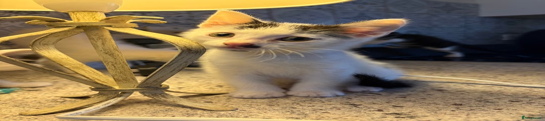 Mixed Breed Kitten 3