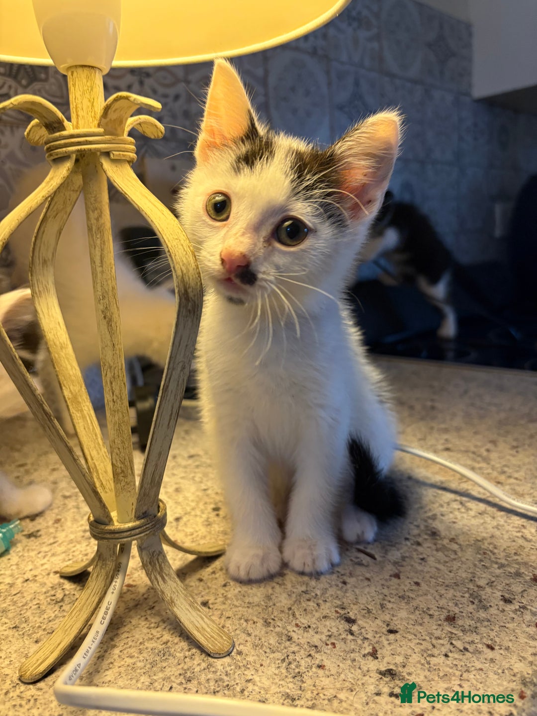 Mixed Breed cats for sale: Kittens  - Image 2