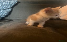 British Shorthair cats for sale: 1 female and 3 toms - Image 15