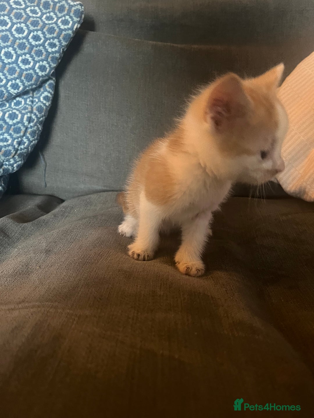 British Shorthair cats for sale: 1 female and 3 toms - Image 15