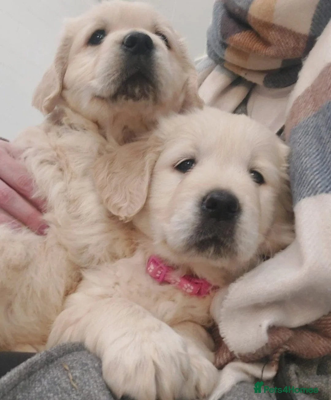 Golden Retriever dogs for sale: GOLDEN RETRIEVER PUPPIES AVAILABLE  - Advert 2