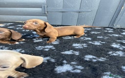 Miniature Dachshund dogs for sale: Miniature Dachsund Puppies (licensed breeder) - Image 27