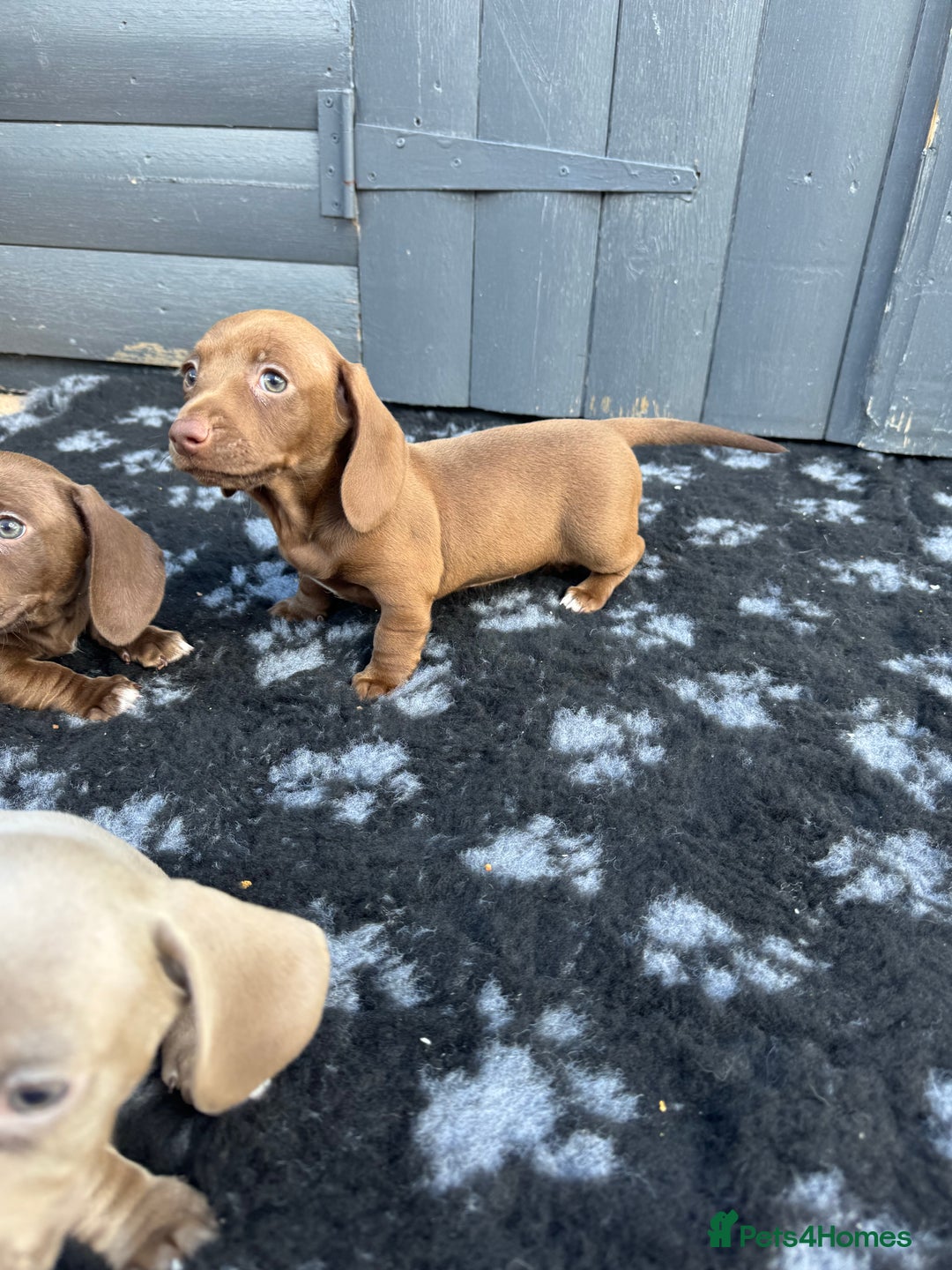 Miniature Dachshund dogs for sale: Miniature Dachsund Puppies (licensed breeder) - Image 27
