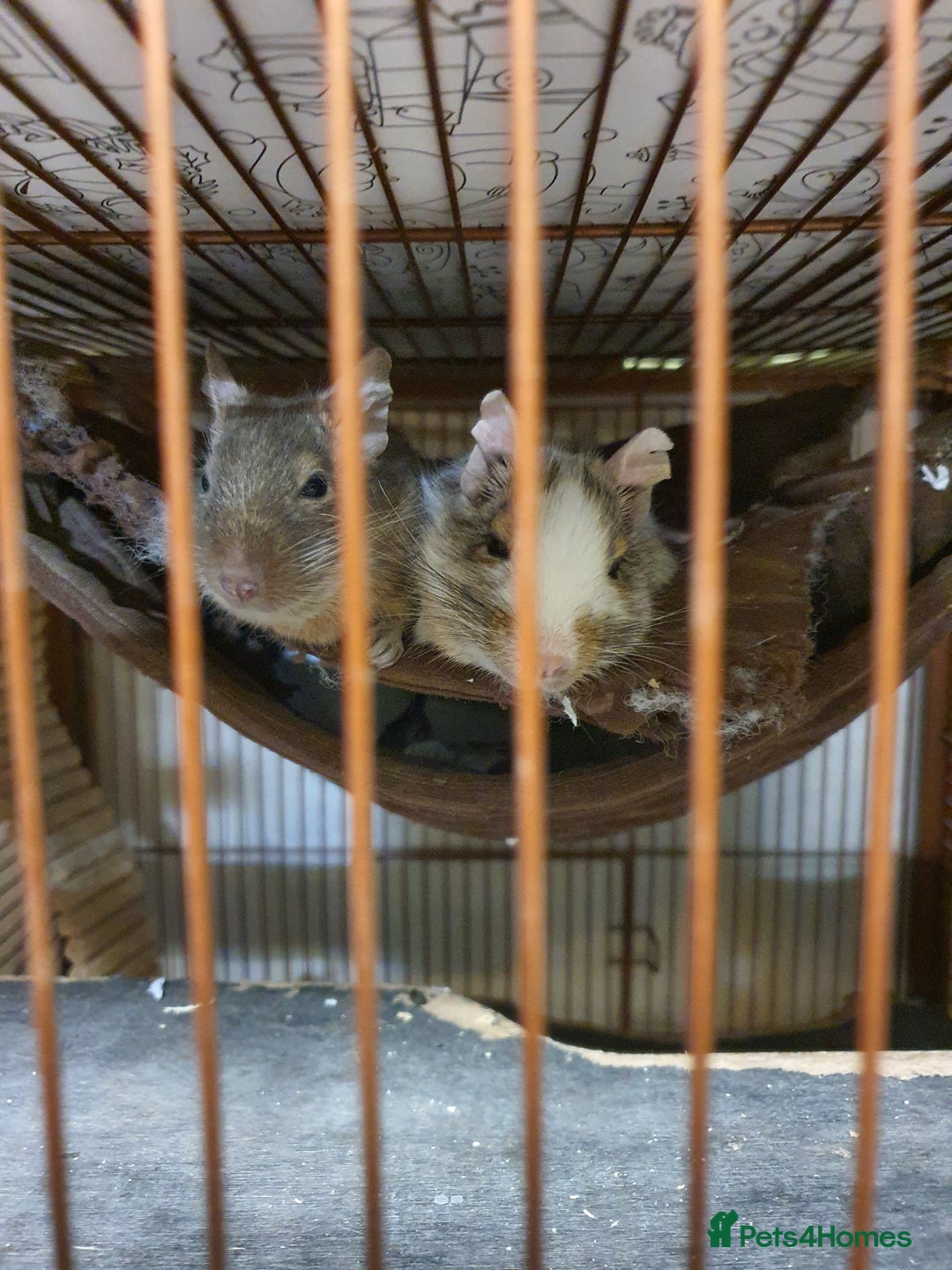 Degus rodents for sale: 2 male degus and cage - Advert 3