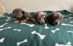 Miniature Dachshund dogs for sale: ***long haired mini dachshunds **** - Image 11