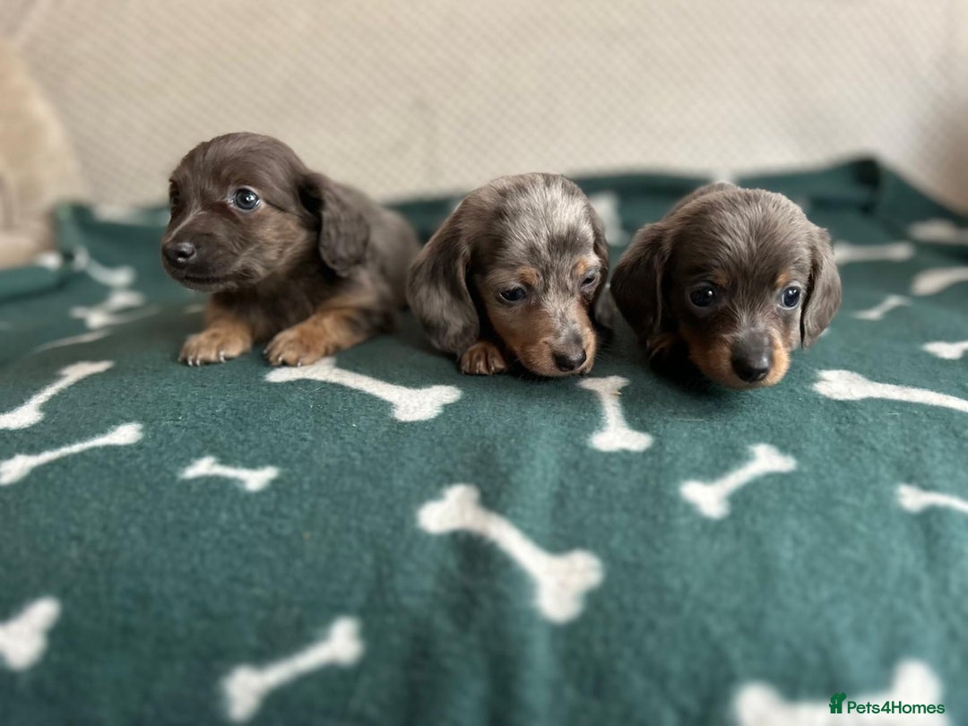 Miniature Dachshund dogs for sale: ***long haired mini dachshunds **** - Image 11