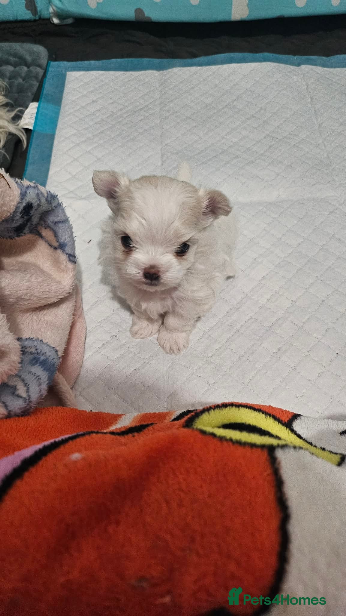 Maltese dogs 🐾 Beautiful Maltese puppy for sale 🐾 - Advert 5
