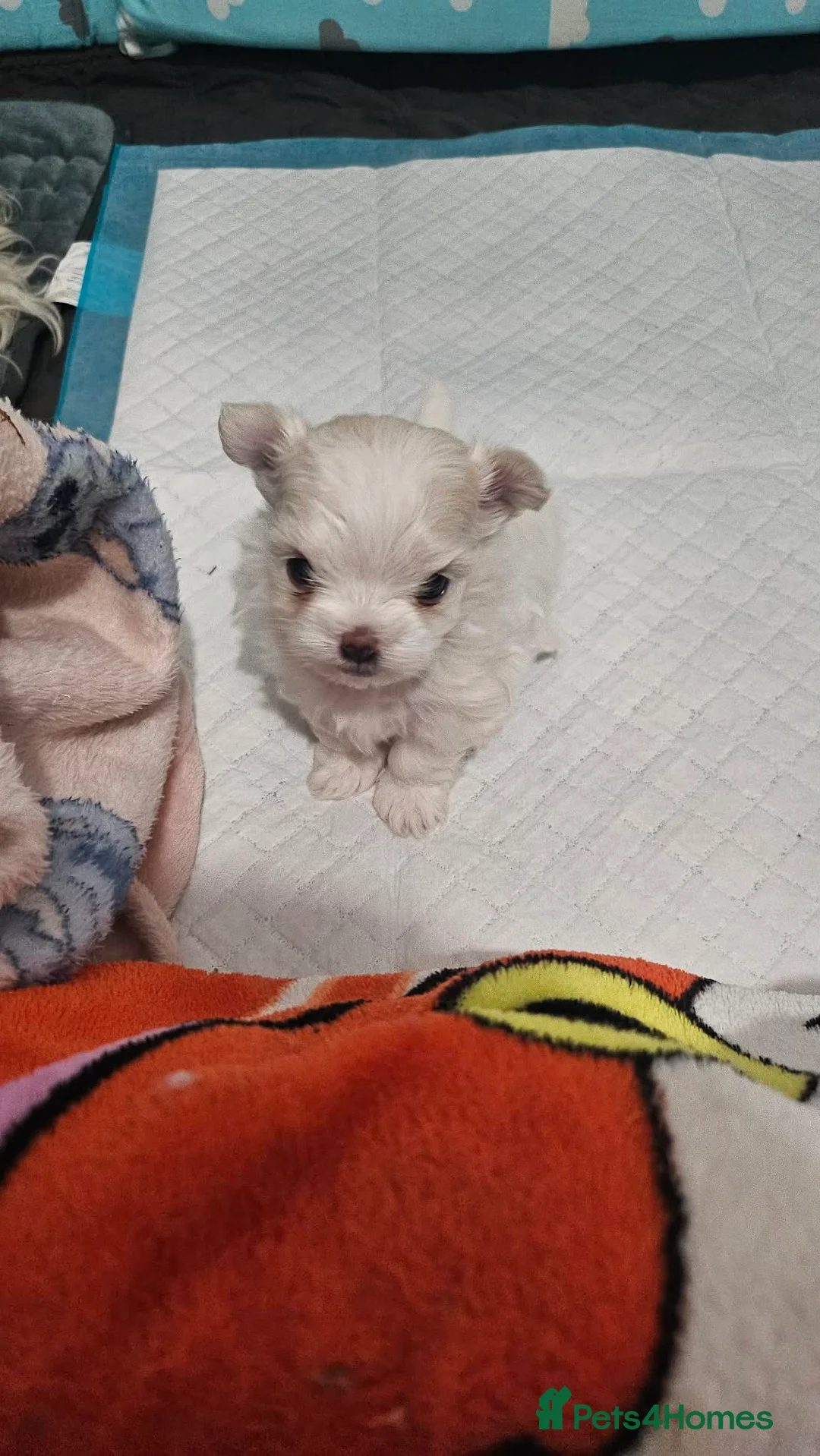 Maltese dogs for sale: 🐾 Beautiful Maltese puppy for sale 🐾 - Advert 1