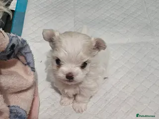 Maltese dogs 🐾 Beautiful Maltese puppy for sale 🐾 - Advert 5
