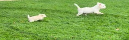 West Highland Terrier dogs for sale: Adorable Westiepoo puppy  - Advert 7