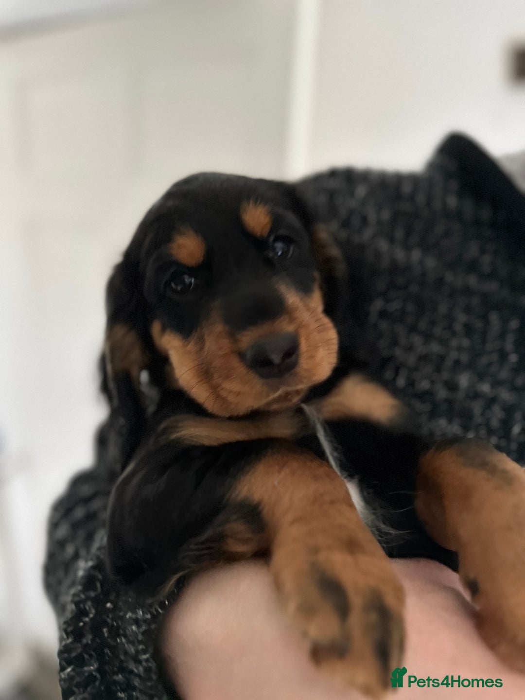 Cocker Spaniel dogs for sale: Upcoming Litter: KC Working Cocker Puppies - Image 13