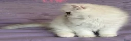 Persian cats for sale: GCCF Registered Persian Kittens Available - Advert 20