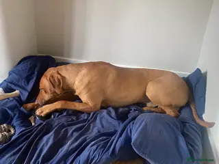 Rhodesian Ridgeback dogs Young Male KC Reg. Ridgeback - Advert 1