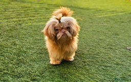 Shih Tzu dogs for sale: Chocolate Imperial Shih Tzu Puppies  - Image 5