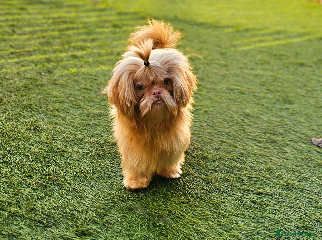 Shih Tzu dogs for sale: Chocolate Imperial Shih Tzu Puppies  - Image 5