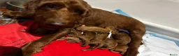 Irish Doodle dogs for sale: Mini Irish doodles - F1b  in Buxton - Advert 3
