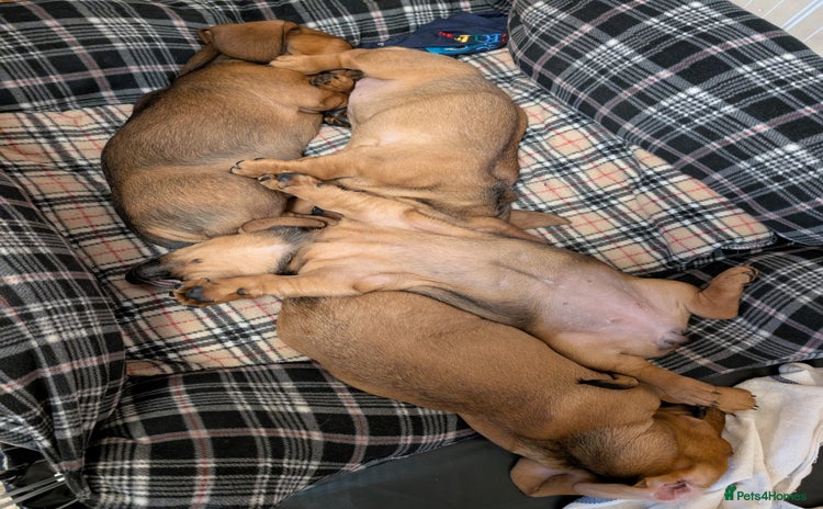 Dachshund dogs - Advert 2