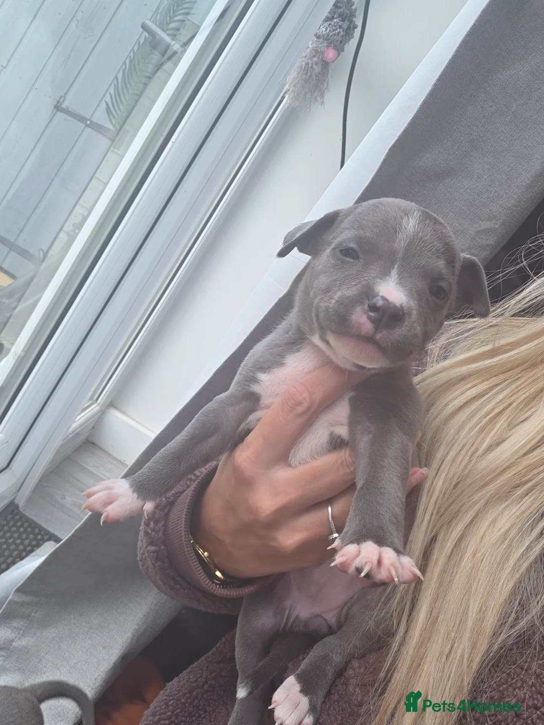 Staffordshire Bull Terrier dogs for sale: LAST ONE ** BLUE STAFFORDSHIRE BULL TERRIERS  - Advert 2